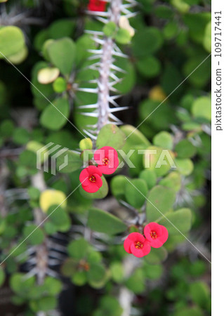 花長頸鹿 花長頸鹿 109717441