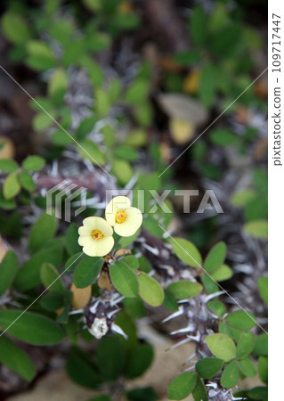 Flower giraffe Flower giraffe 109717447