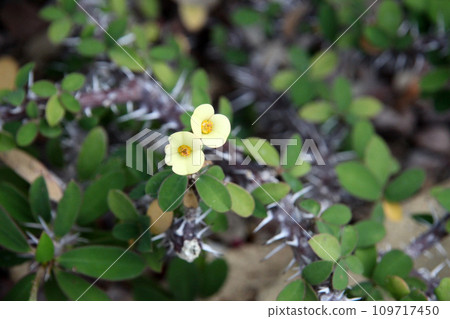 花長頸鹿 109717450