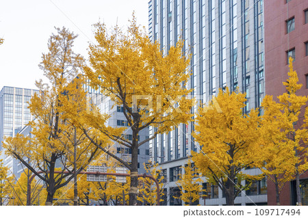 大阪的秋天：禦堂筋街上一排排黃葉的銀杏樹 109717494