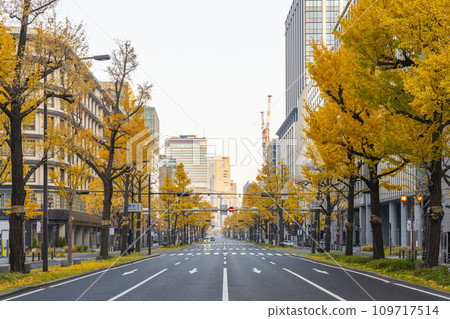 大阪的秋天：禦堂筋街上一排排黃葉的銀杏樹 109717514