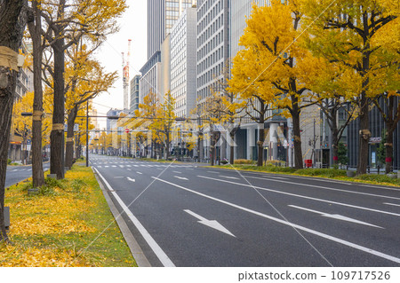 大阪的秋天：禦堂筋街上一排排黃葉的銀杏樹 109717526