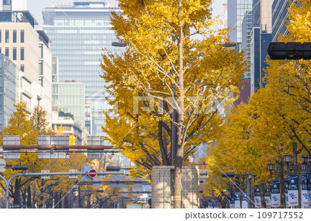 Autumn in Osaka: Rows of ginkgo trees with yellow leaves on Midosuji Street 109717552