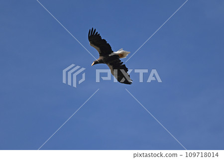 Flying figure of Steller's sea eagle. 109718014