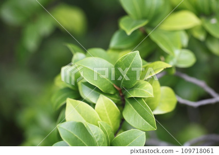 Aspen leaves Aspen leaves 109718061