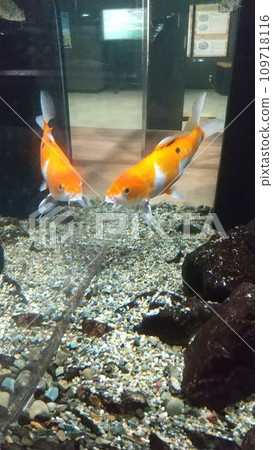 Carp dance 109718116