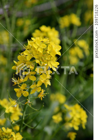 強姦開花 強姦開花 109718226