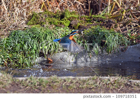 The moment the kingfisher catches the bait The moment the kingfisher catches the bait 109718351