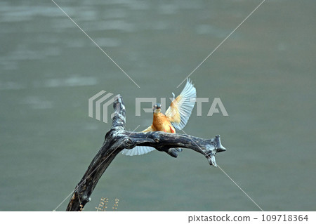 The moment when the kingfisher stops at the perch. The moment when the kingfisher stops at the perch. 109718364