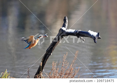 A kingfisher perches on a tree with food in its mouth. (synthesis) 109718475
