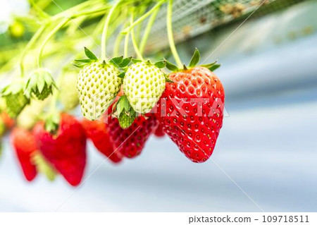 Red ripening strawberry fruits, strawberry picking at the house, Yamamoto Town, Miyagi Prefecture Red ripening strawberry fruits, strawberry picking at the house, Yamamoto Town, Miyagi Prefecture 109718511