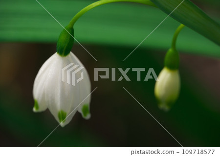 Omatsuyukisou flower 109718577