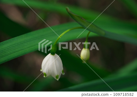 Omatsuyukisou flower 109718582