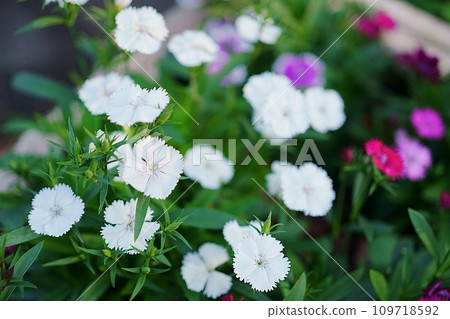 Sekichiku flowers blooming in a planter Sekichiku flowers blooming in a planter 109718592