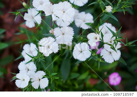 Sekichiku flowers blooming in a planter Sekichiku flowers blooming in a planter 109718597