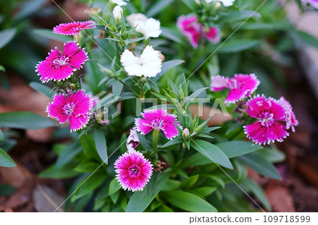 Sekichiku flowers blooming in a planter Sekichiku flowers blooming in a planter 109718599