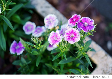 Sekichiku flowers blooming in a planter Sekichiku flowers blooming in a planter 109718605