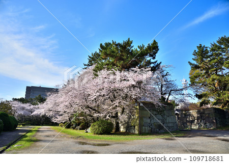 [Aichi Prefecture] Cherry blossoms in full bloom at Nagoya Castle Ninomaru Ote Ninomon on a sunny spring day 109718681