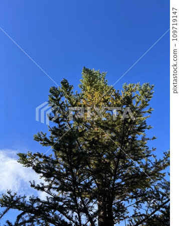 fir tree and blue sky fir tree and blue sky 109719147