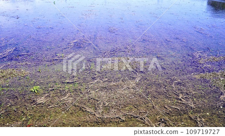 Rice field before rice planting begins 109719727