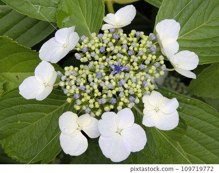 東京中野區松丘鐵學堂公園的學繡球花 109719772