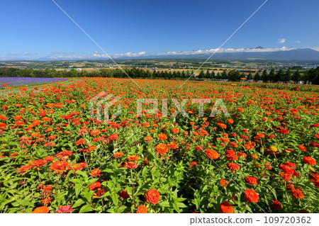 Kamifurano-cho, Sorachi-gun, Hokkaido: Orange zinnia fields and Tokachidake mountain range spreading across the hills Kamifurano-cho, Sorachi-gun, Hokkaido: Orange zinnia fields and Tokachidake mountain range spreading across the hills 109720362