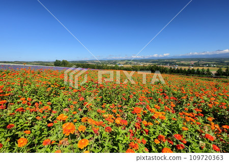 Kamifurano-cho, Sorachi-gun, Hokkaido: Orange zinnia fields and Tokachidake mountain range spreading across the hills 109720363