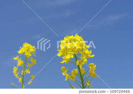 Rape blossoms shining in the blue sky Rape blossoms shining in the blue sky 109720488