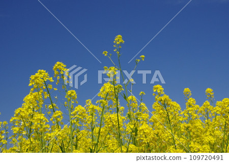 Rape blossoms shining in the blue sky 109720491