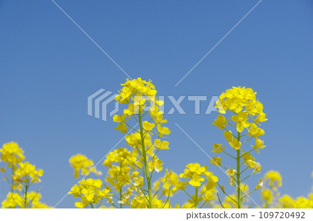 強姦開花發光在藍天 109720492