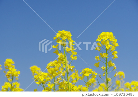 強姦開花發光在藍天 109720493