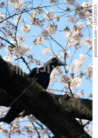 Crow and cherry blossoms Crow and cherry blossoms 109720553