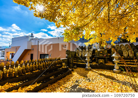 永勝寺大銀杏樹的秋葉【長崎市】 永勝寺大銀杏樹的秋葉【長崎市】 109720750