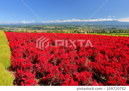 Kamifurano-cho, Sorachi-gun, Hokkaido: red celosia fields, kochia and Tokachidake mountain range spreading across the hills Kamifurano-cho, Sorachi-gun, Hokkaido: red celosia fields, kochia and Tokachidake mountain range spreading across the hills 109720782