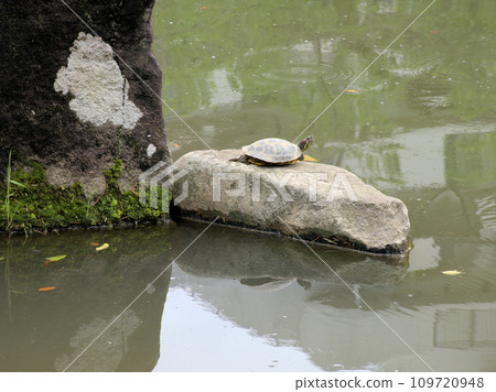 Turtle living in the iris pond of Tetsugakudo Park, Matsugaoka, Nakano-ku, Tokyo 109720948