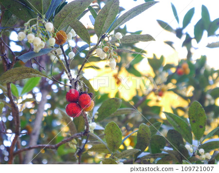 Himeichigonoki(日本草莓樹) Himeichigonoki(日本草莓樹) 109721007