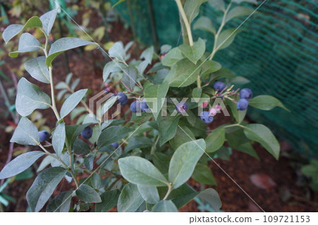 藍莓 藍莓 109721153