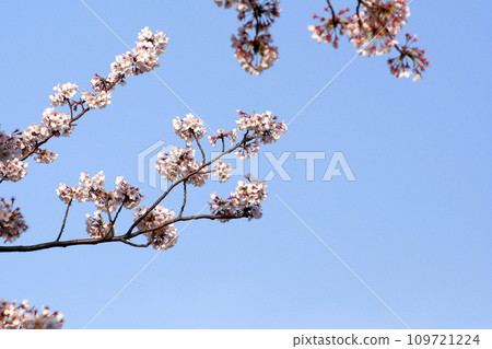 櫻相美吉野 109721224
