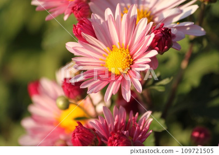 粉紅色的菊花 粉紅色的菊花 109721505