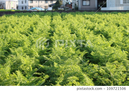 人參田 人參田 109721506