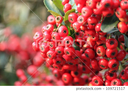 Pyracantha fruit 109721517