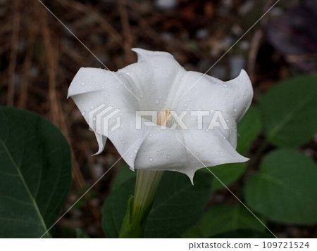 White Datura flowers in the rain (close-up of Datura datura wet in the rain) White Datura flowers in the rain (close-up of Datura datura wet in the rain) 109721524