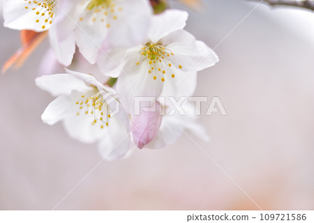《Kyoto City》Omuro cherry blossoms in full bloom at Ninna-ji Temple, a World Heritage Site 109721586