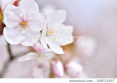 《Kyoto City》Omuro cherry blossoms in full bloom at Ninna-ji Temple, a World Heritage Site 《Kyoto City》Omuro cherry blossoms in full bloom at Ninna-ji Temple, a World Heritage Site 109721637