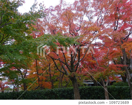 綠色和紅色漸變 綠色和紅色漸變 109721689