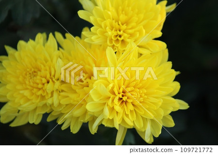 黃色的菊花 109721772