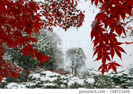 Scenery and image where autumn leaves and snow coexist 109721889