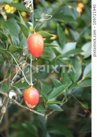 Auspicious Auspicious 109721940