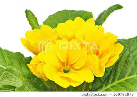 [Primula Julian] (depth composition) 109721972