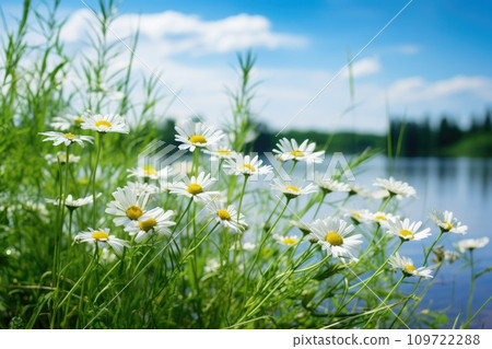 Chamomile flowers in the grass 109722288